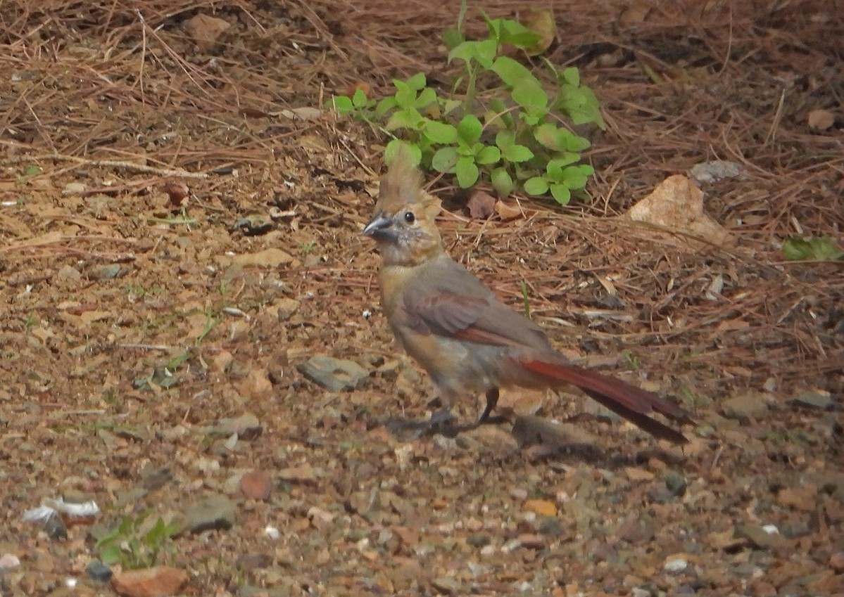 Northern Cardinal - ML622524867