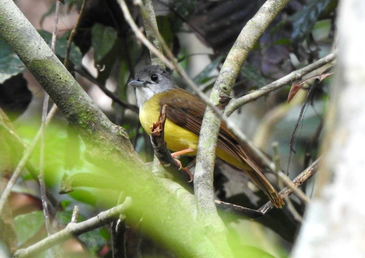 Yellow-bellied Bulbul - ML622524985