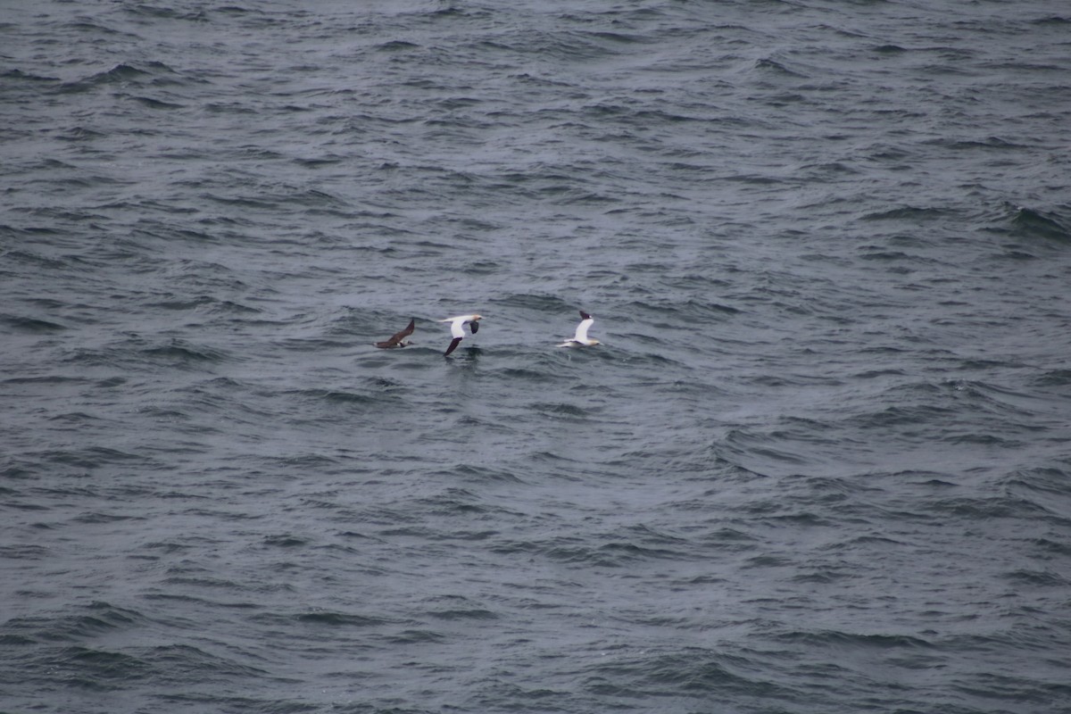 Northern Gannet - ML622524998