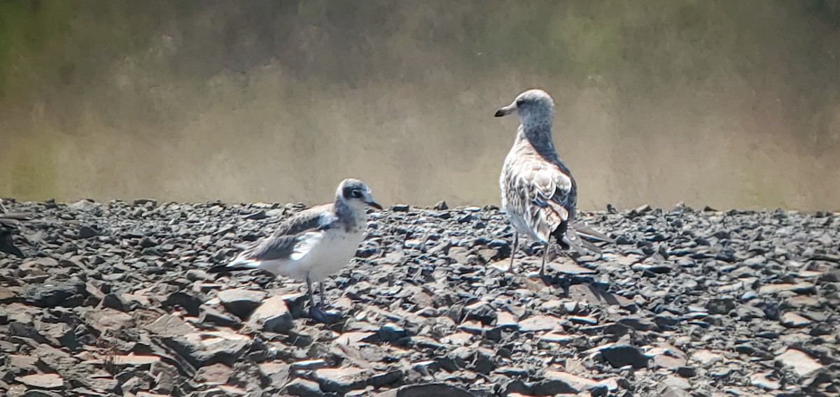 Mouette de Franklin - ML622525007