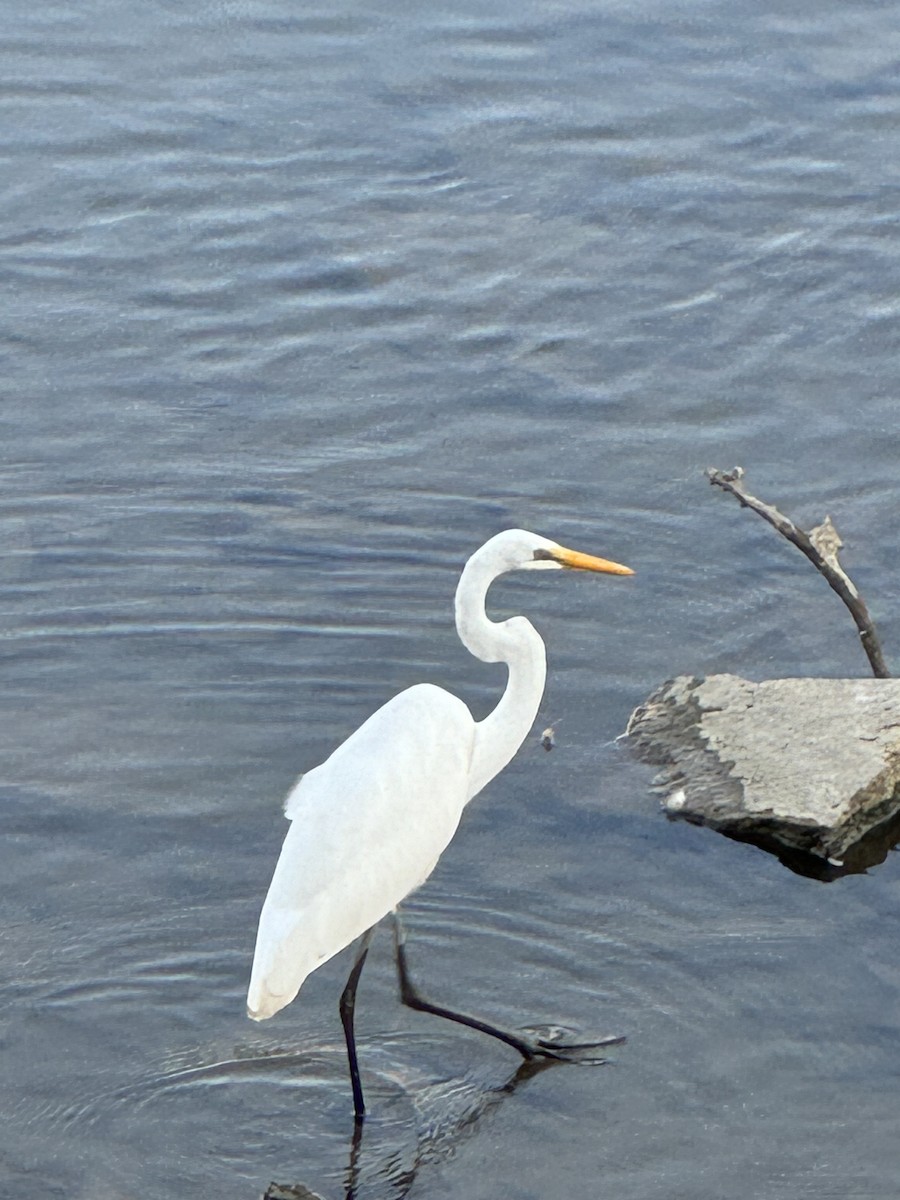 Great Egret - ML622525025