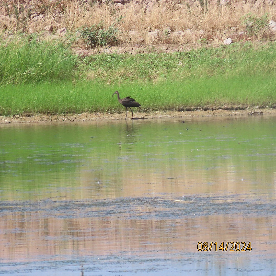 White-faced Ibis - ML622525054