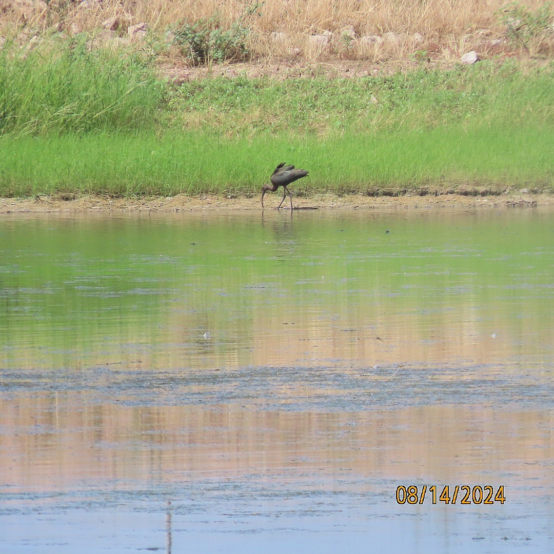 White-faced Ibis - Anonymous