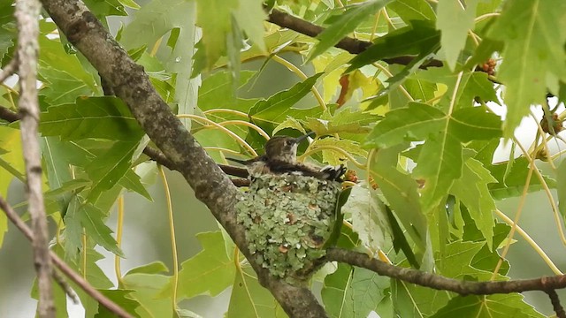 Ruby-throated Hummingbird - ML622525442