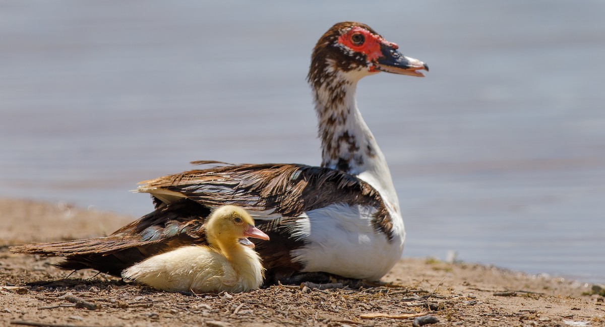 Muscovy Duck (Domestic type) - ML622525460