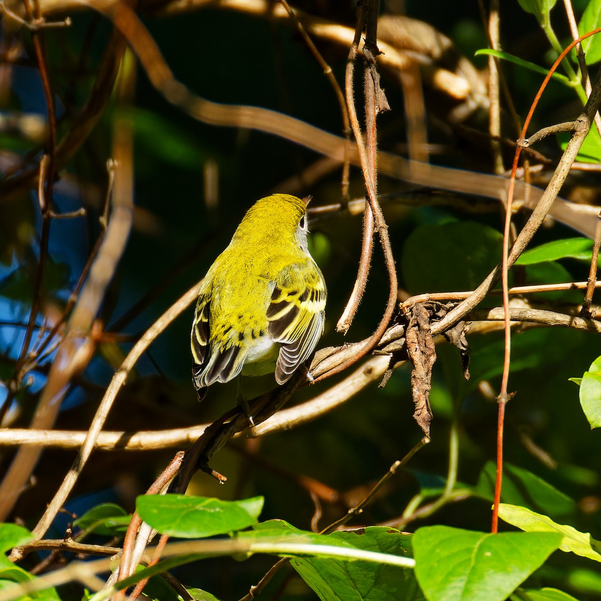 Chestnut-sided Warbler - ML622525518