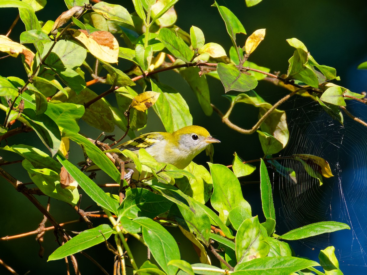 Chestnut-sided Warbler - ML622525519