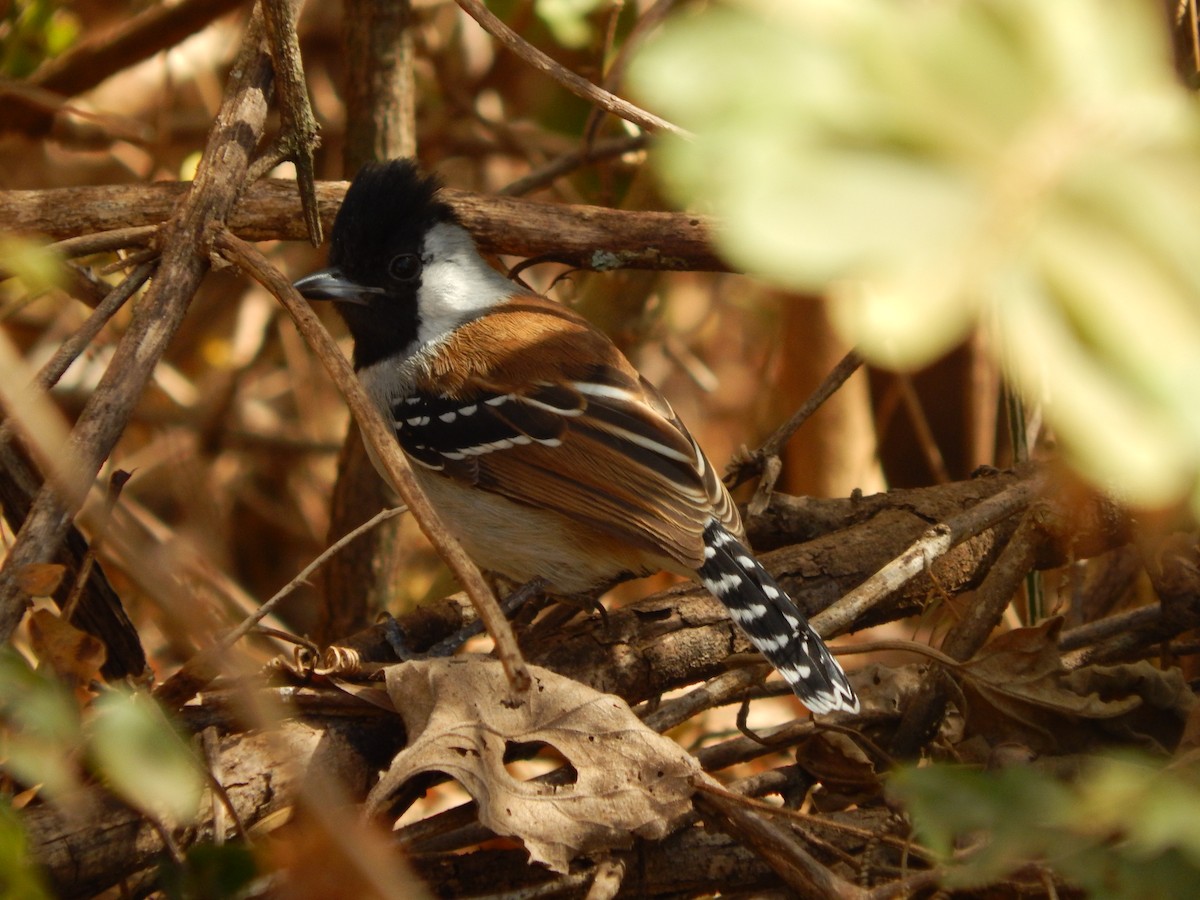 Silvery-cheeked Antshrike - ML622525575