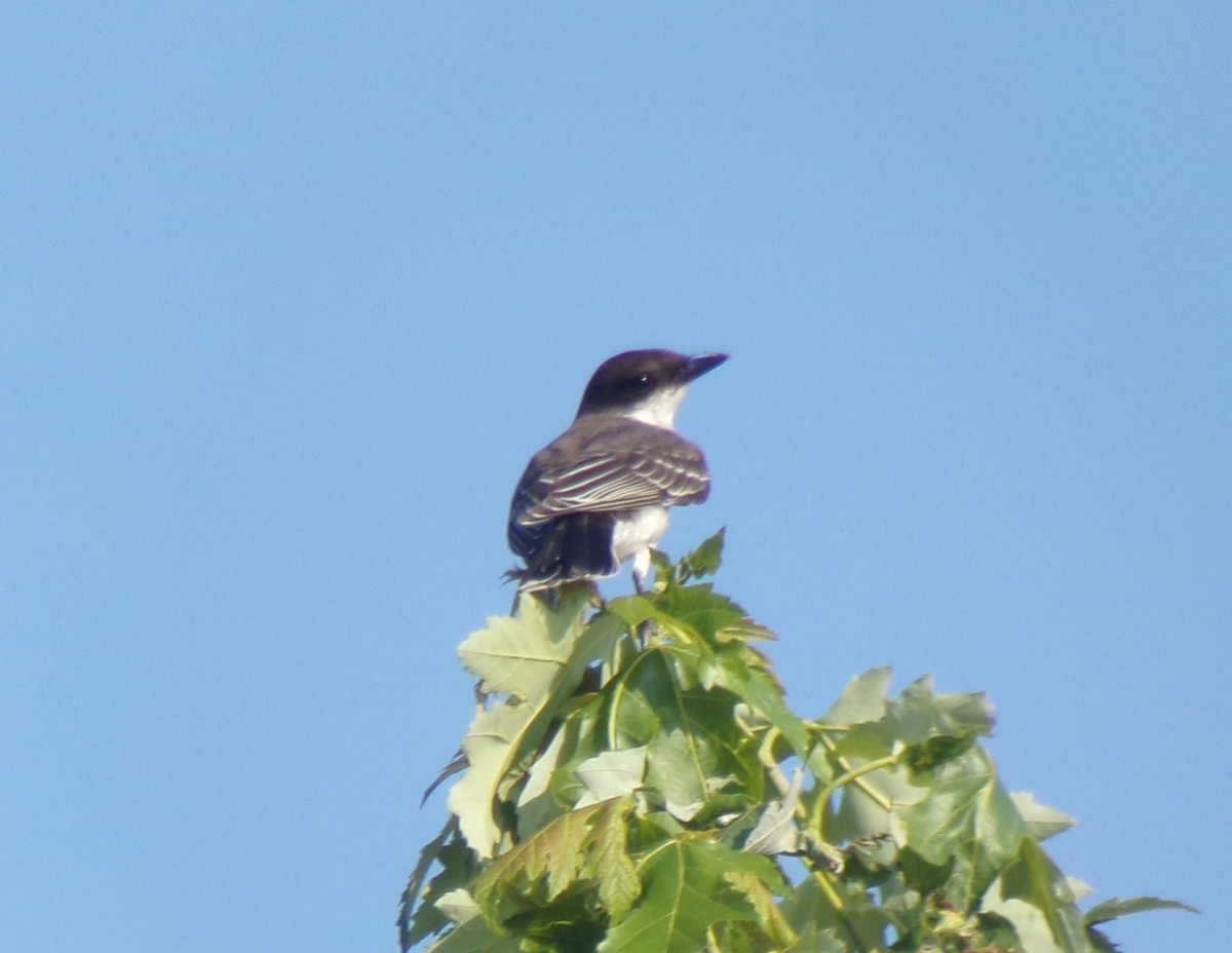 Eastern Kingbird - ML622525645