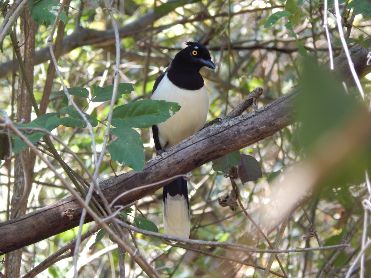 White-naped Jay - ML622525690