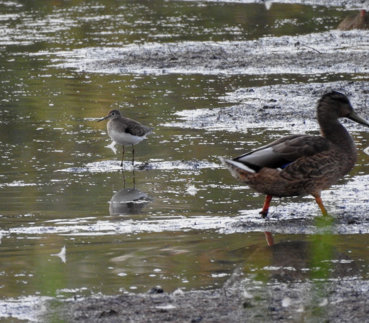 eremittsnipe - ML622525697