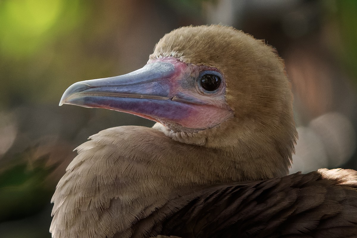 Red-footed Booby - ML622525774