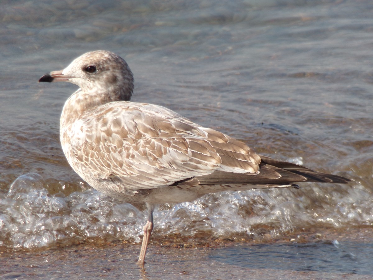 Ring-billed Gull - ML622525790