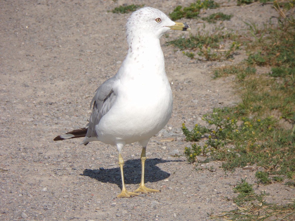 Ring-billed Gull - ML622525791
