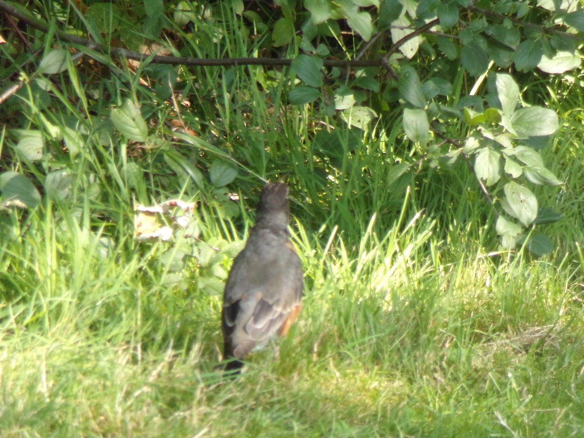 American Robin - ML622525811