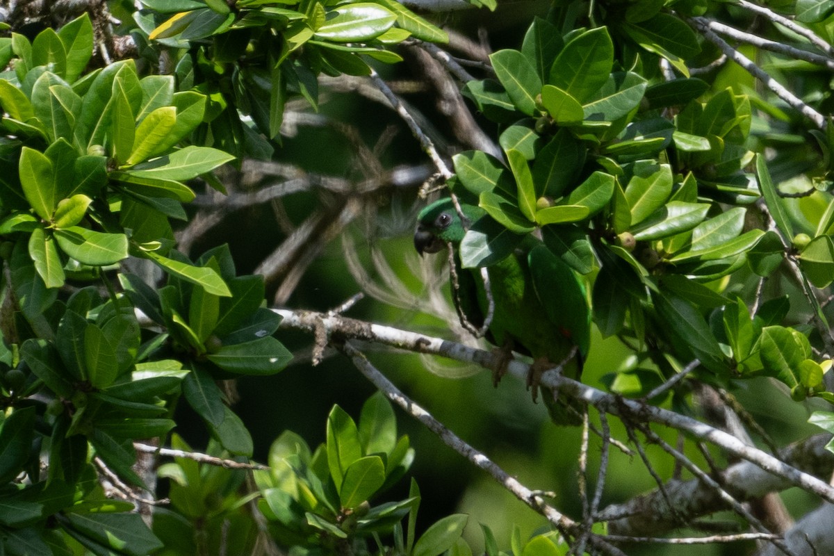 Black-billed Parrot - ML622525900