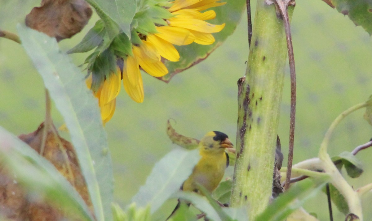 American Goldfinch - ML622525971