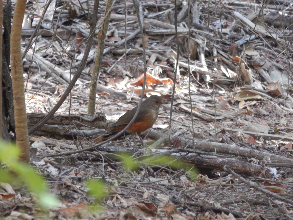 Rufous-bellied Thrush - ML622526061