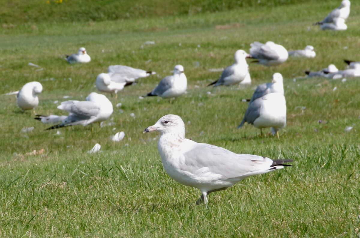 Ring-billed Gull - ML622526099