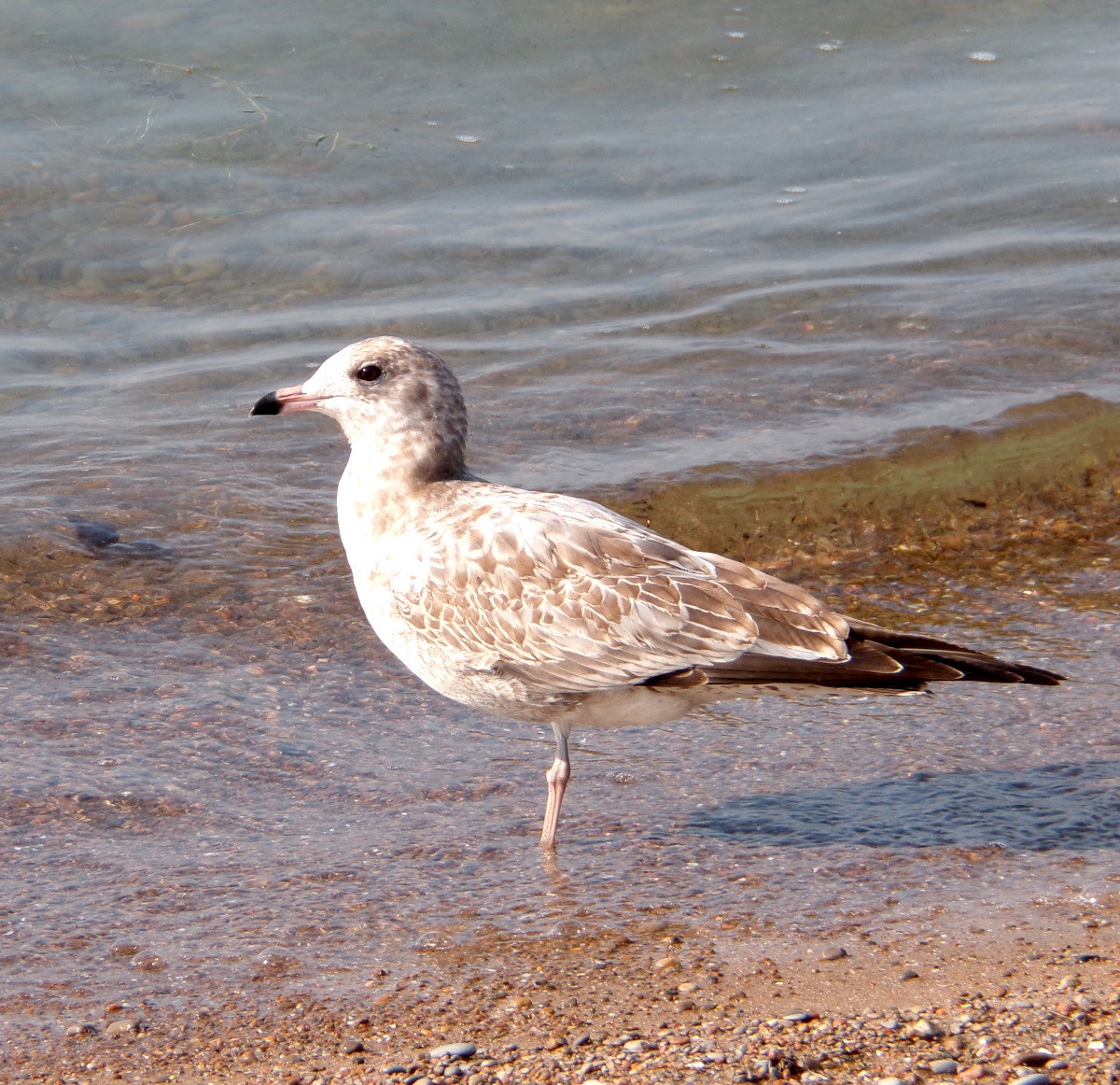 Ring-billed Gull - ML622526100