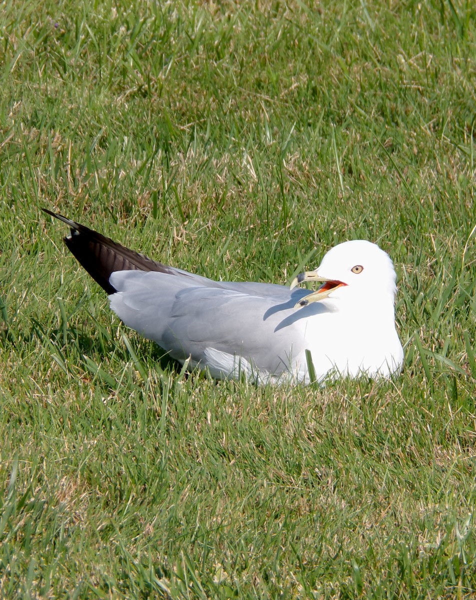 Ring-billed Gull - ML622526101