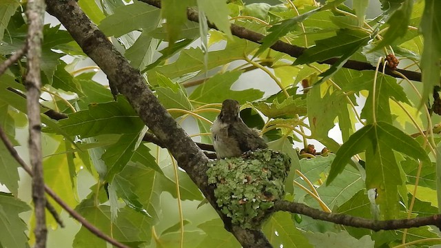 Ruby-throated Hummingbird - ML622526164