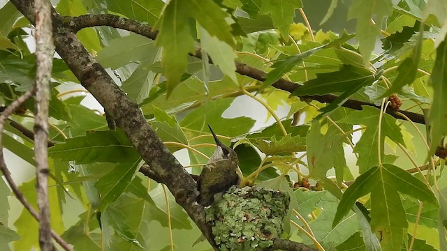 Ruby-throated Hummingbird - ML622526165