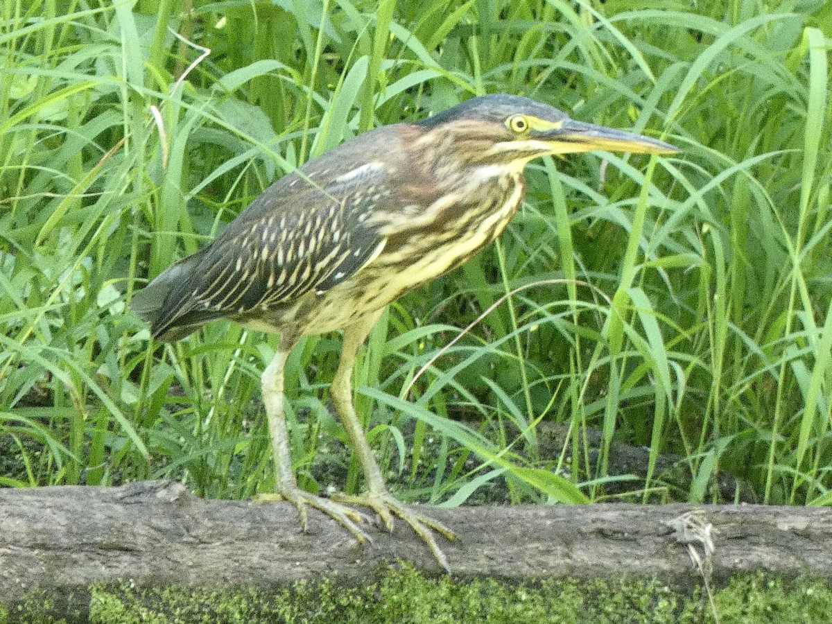 Green Heron - ML622526169