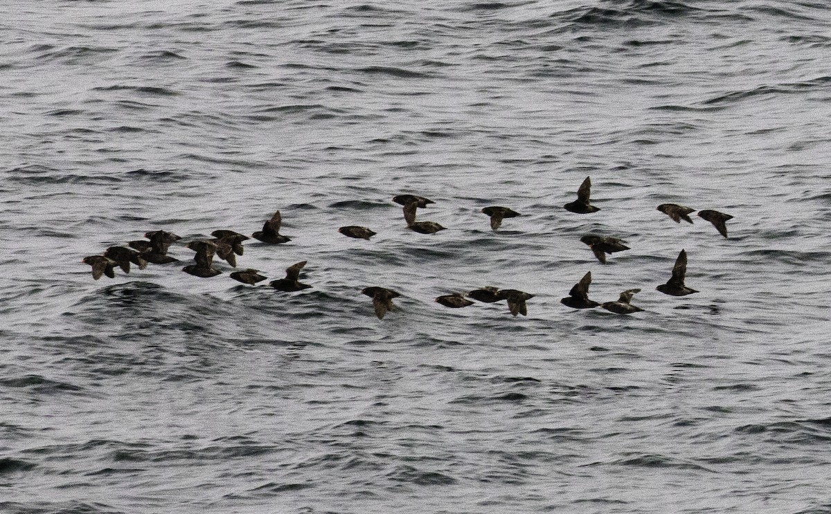 Crested Auklet - ML622526229