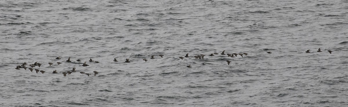 Crested Auklet - ML622526230