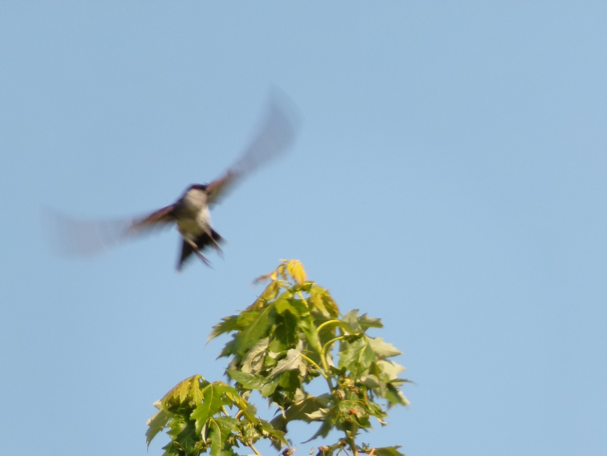 Eastern Kingbird - ML622526238