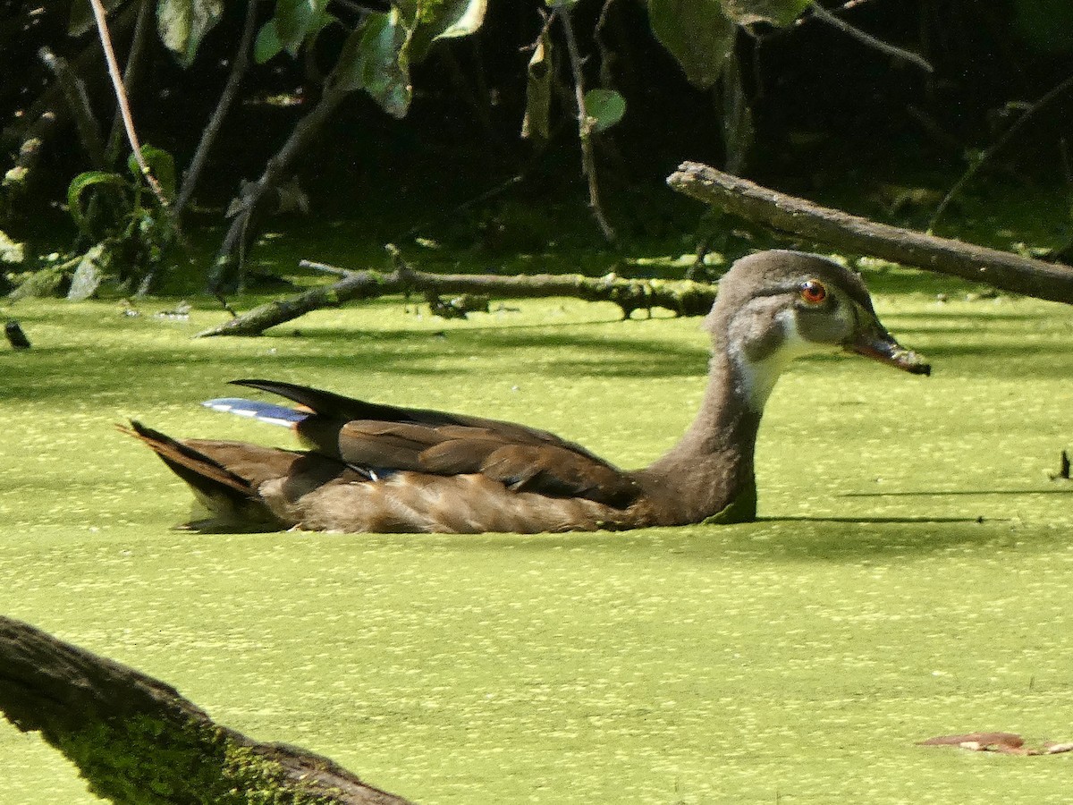 Wood Duck - ML622526250