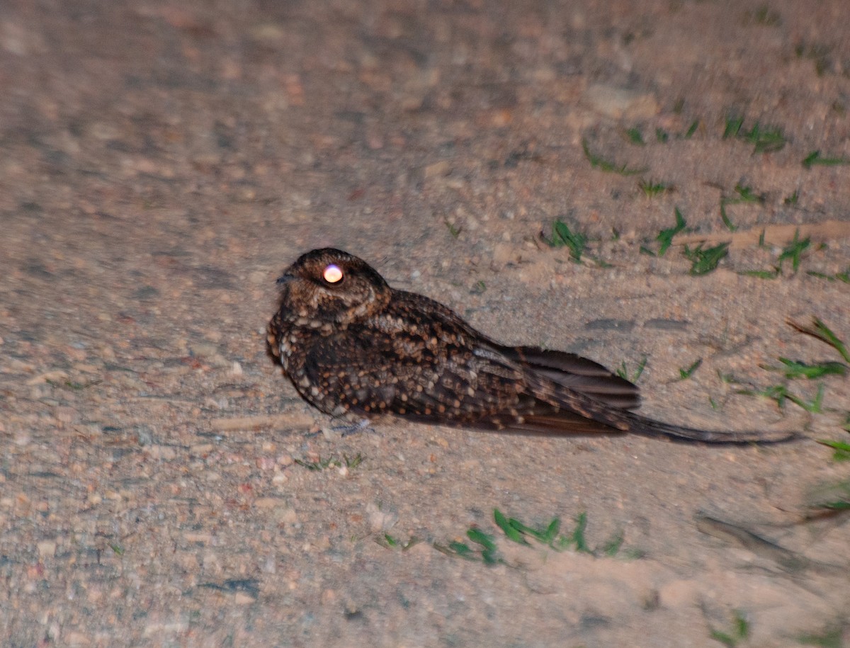 Long-trained Nightjar - ML622526254