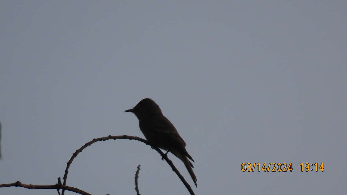 Eastern Wood-Pewee - ML622526259