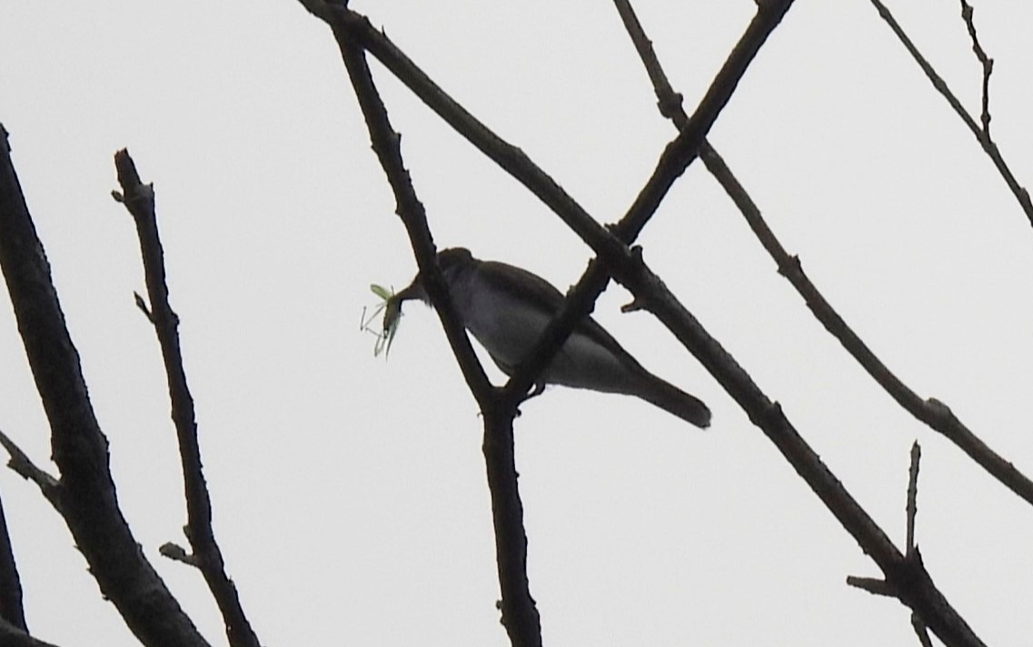 Eastern Kingbird - ML622526276