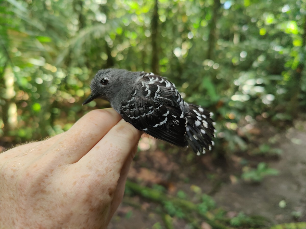 Common Scale-backed Antbird - ML622526310