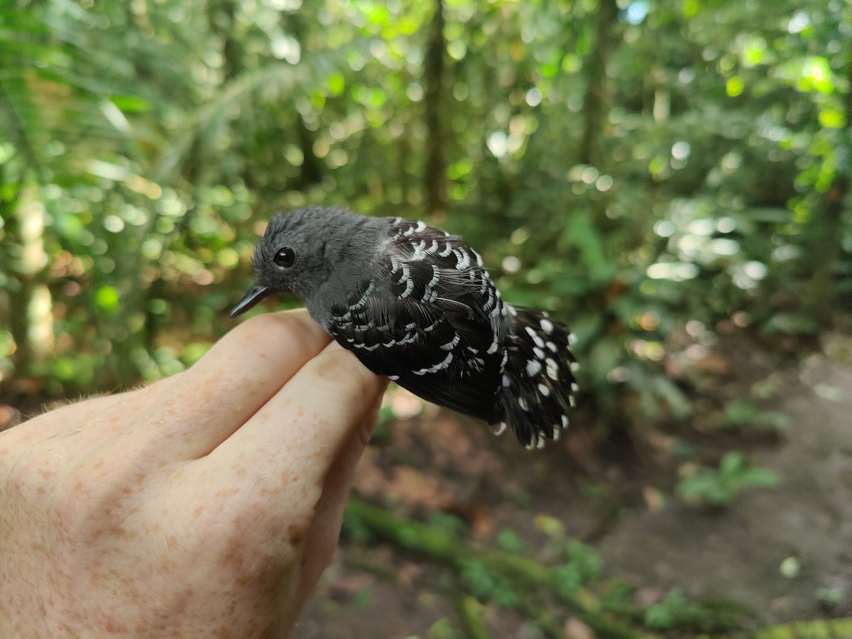 Common Scale-backed Antbird - ML622526311