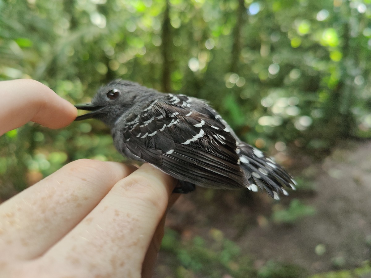 Common Scale-backed Antbird - ML622526312