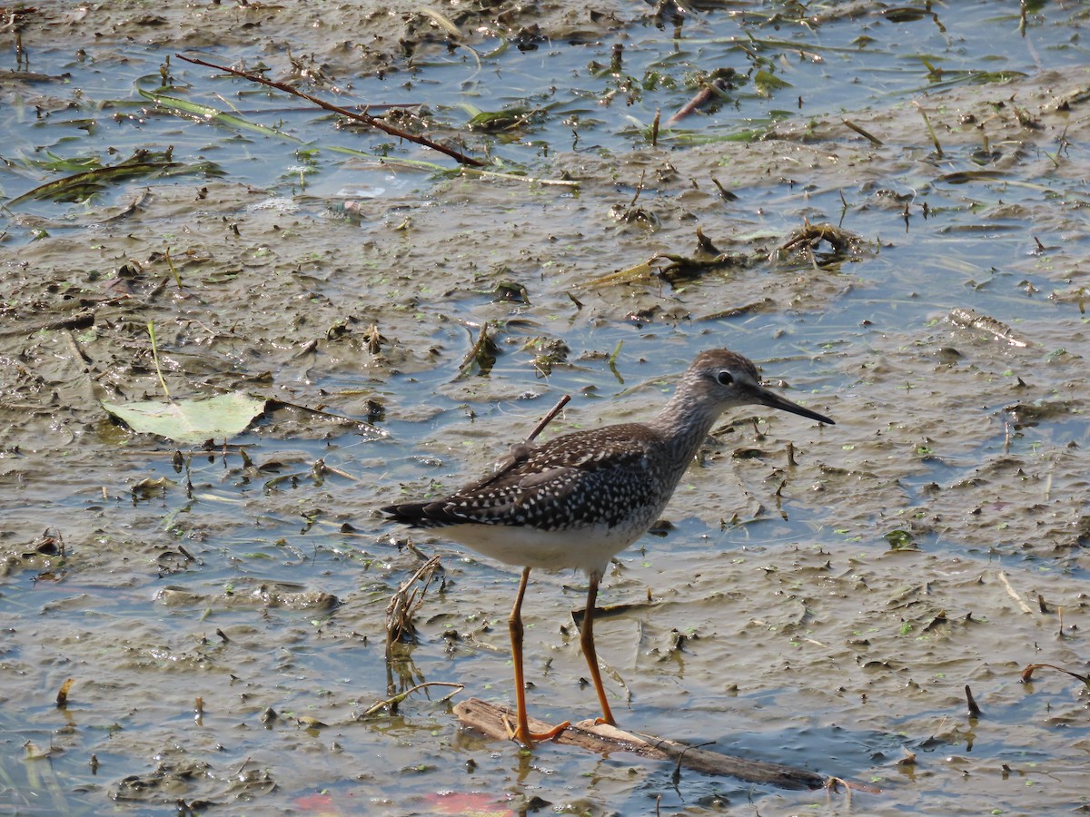 gulbeinsnipe - ML622526321