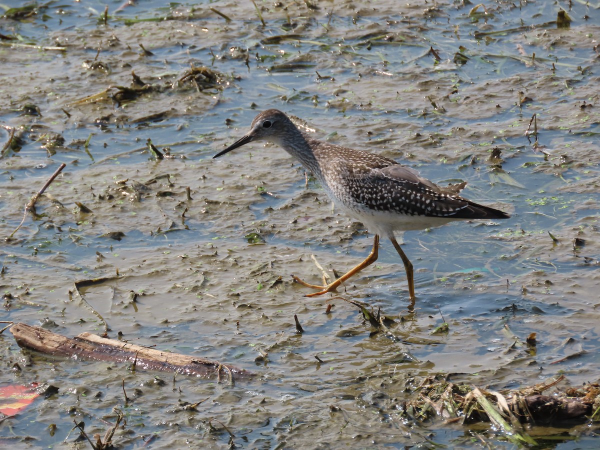 gulbeinsnipe - ML622526323