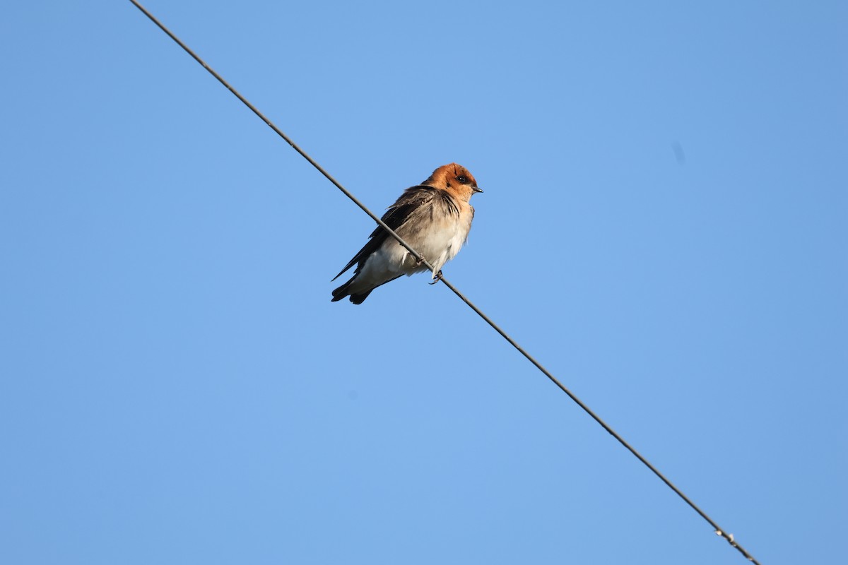 Tawny-headed Swallow - Francis Whitney