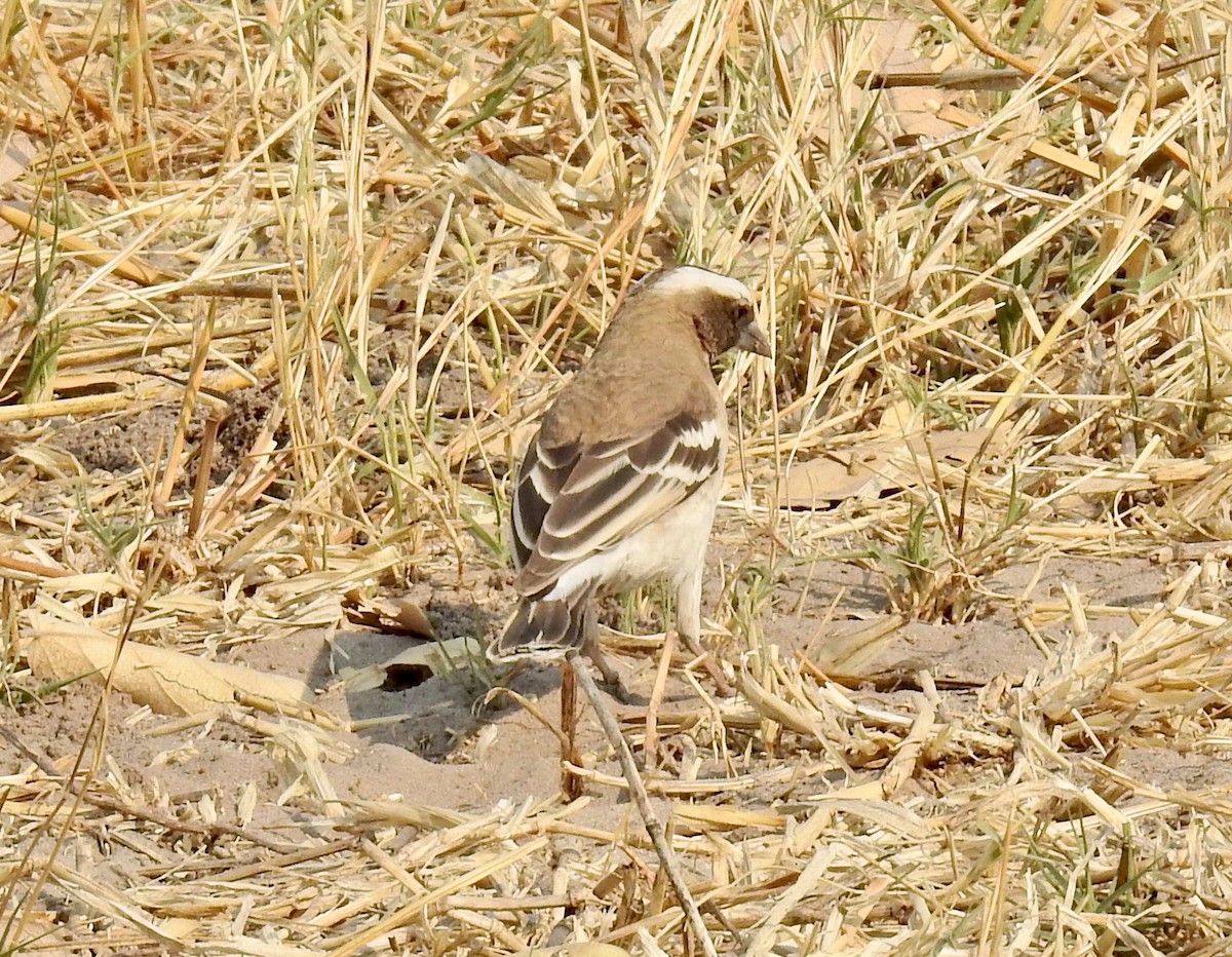 White-browed Sparrow-Weaver - ML622526373