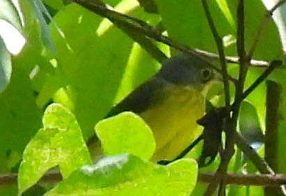 Canada Warbler - ML622526525
