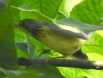Canada Warbler - ML622526526