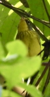 Canada Warbler - ML622526527