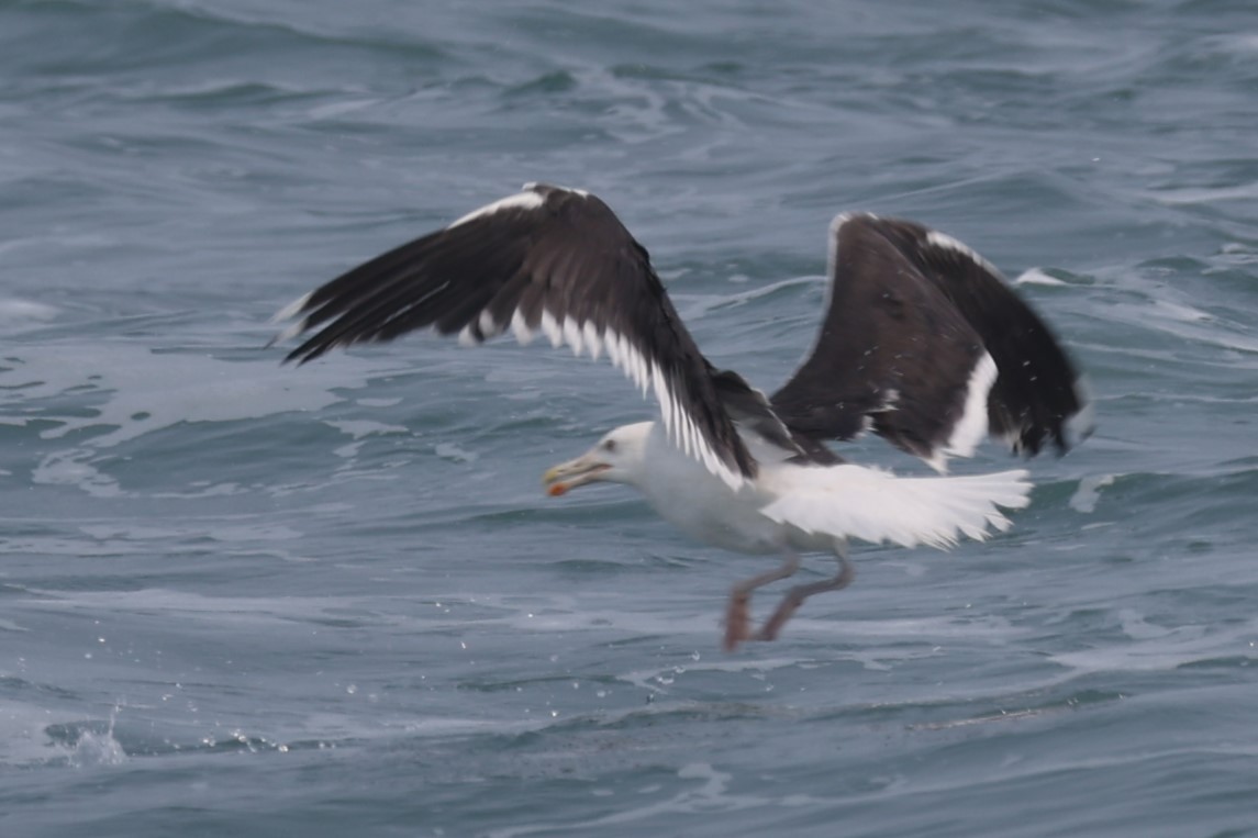 Great Black-backed Gull - ML622526632