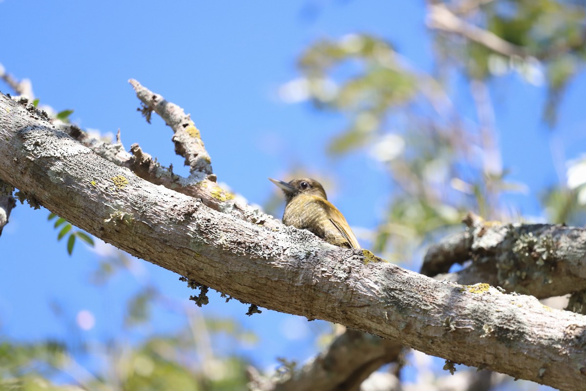 Little Woodpecker - Natalia Ruscitti