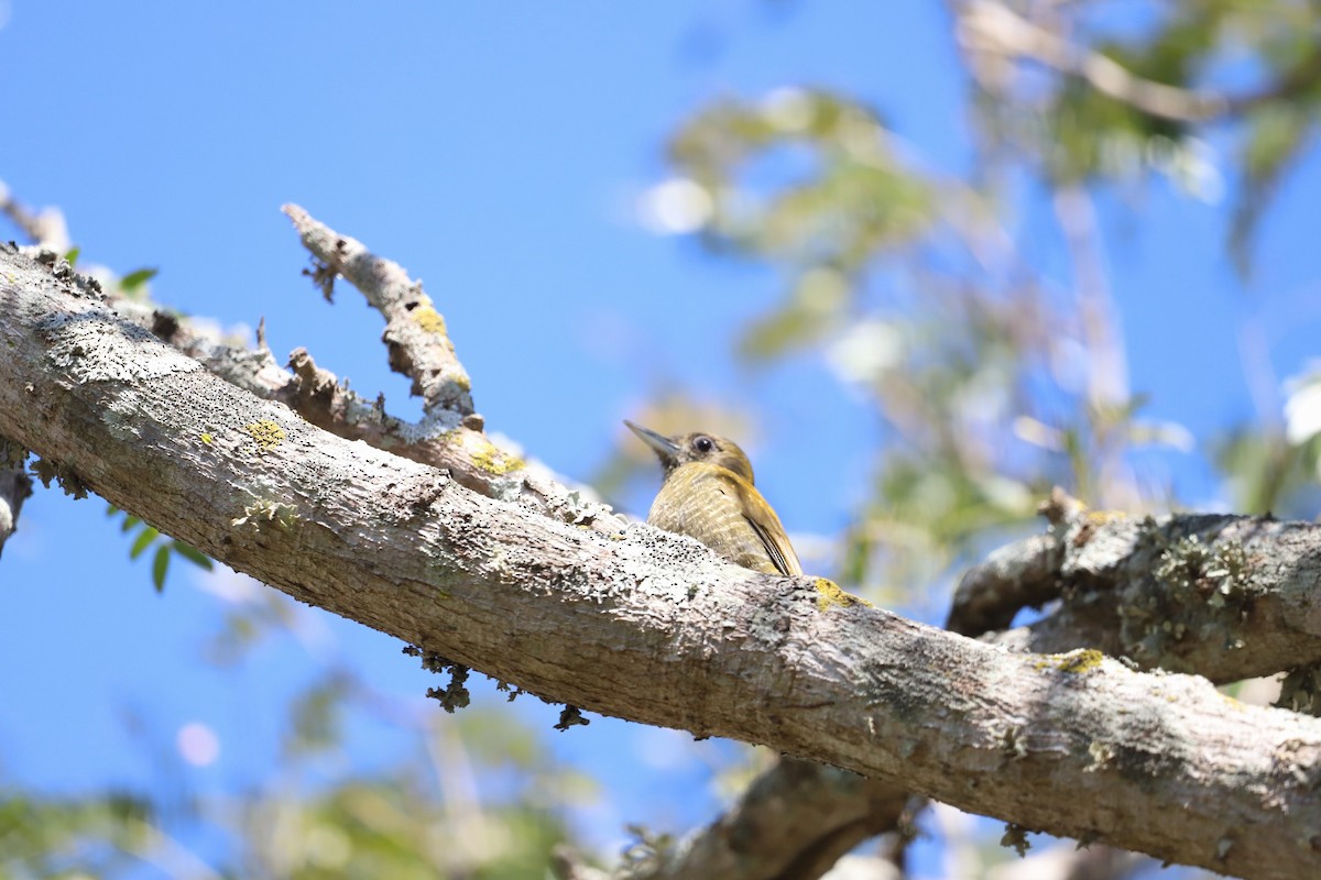 Little Woodpecker - ML622526650