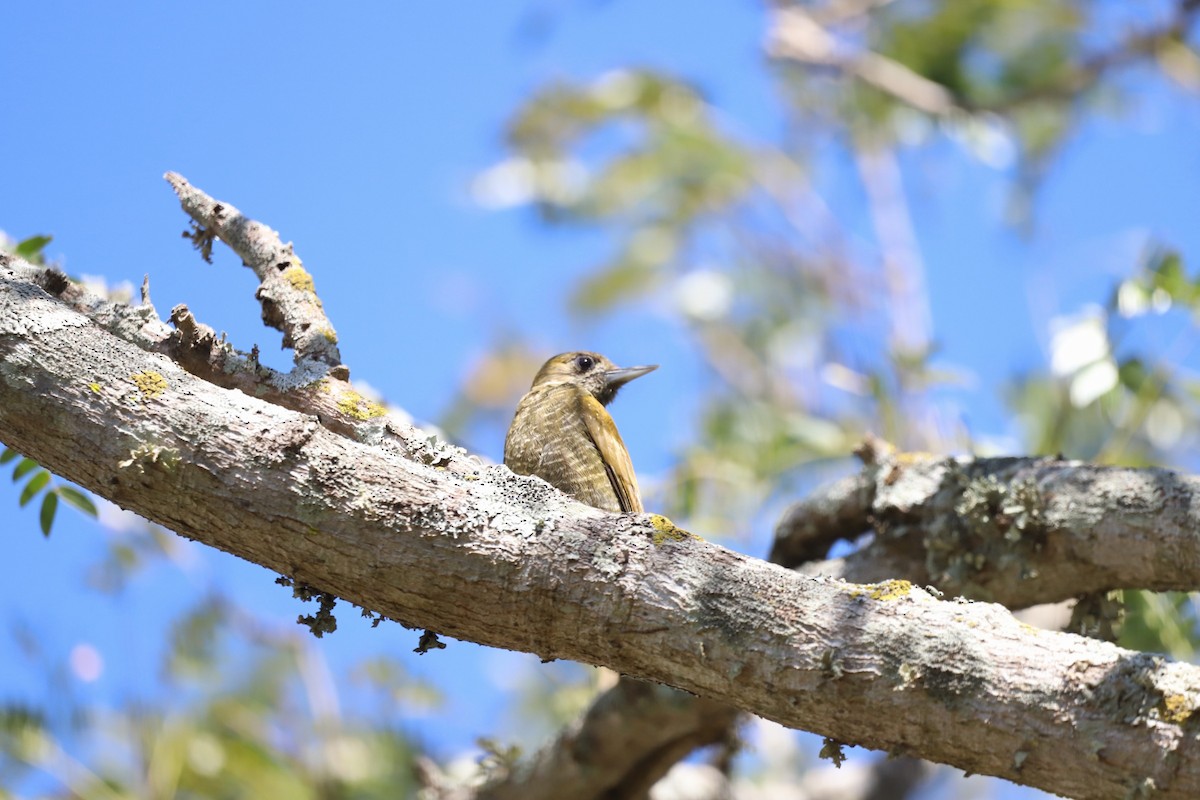 Little Woodpecker - ML622526651