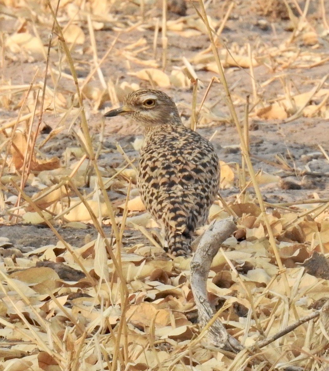 Spotted Thick-knee - ML622526652